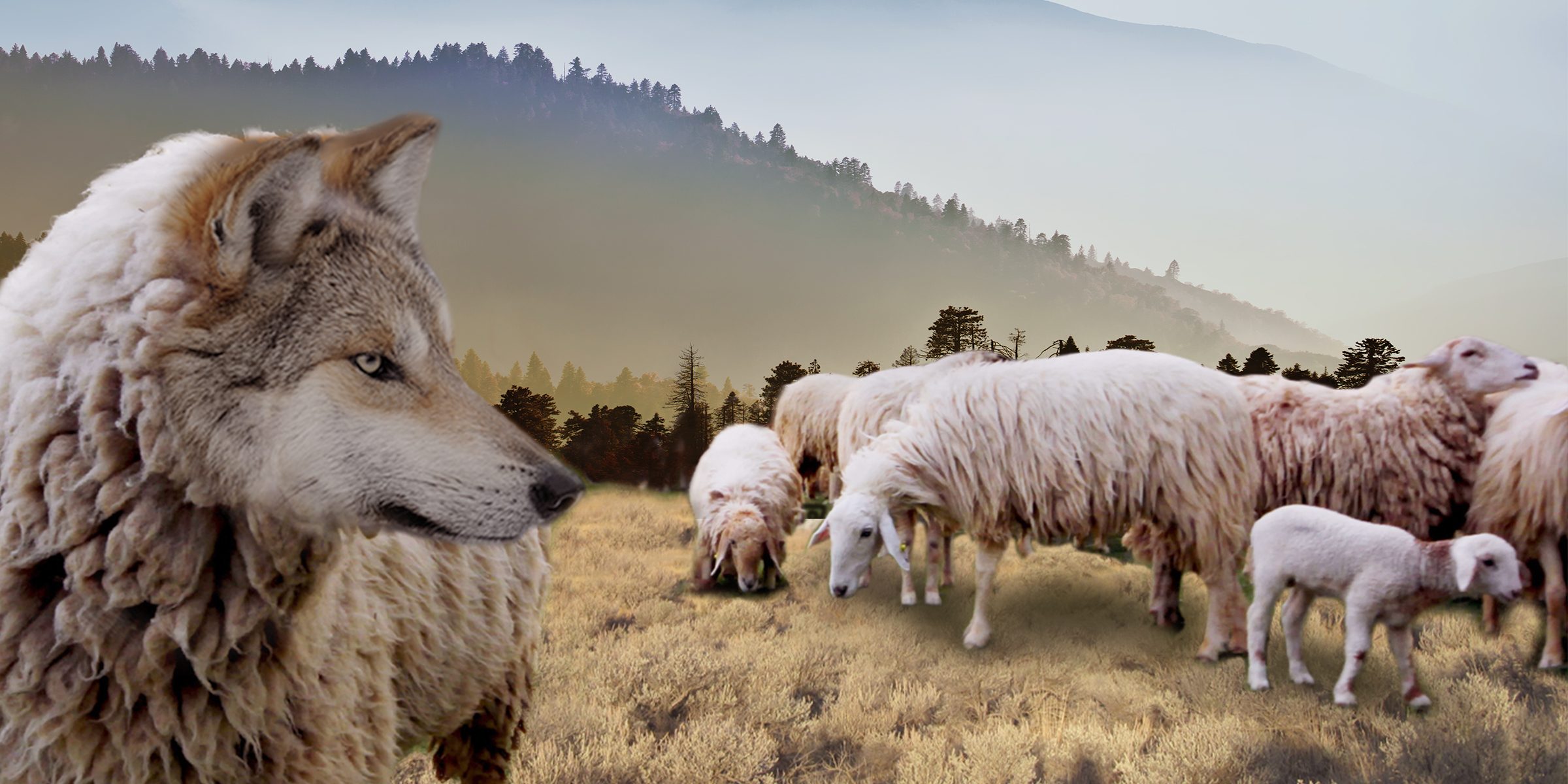 Два ягненка отошли от стада. Овца среди Волков. Волки и овцы. Волк и стадо овец. Дикие овцы.